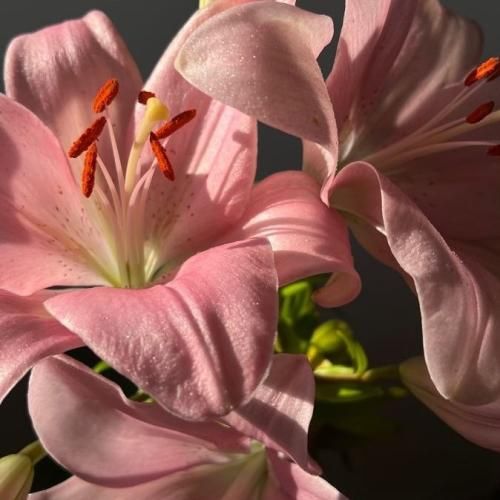  وای دلم به هر صدای به هر صدای پایی (ترند اینستایی)
